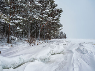 Wall Mural - Ice floes covered with snow on the shore of the lake. The forest grows by the lake