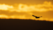 Short-eared Owl Flying And Hunting Over A Grassy Field At Golden Sunset Or Sunrise Sky In Pacific Northwest, USA