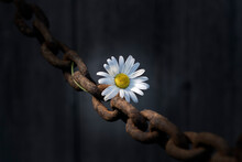 A Lone Daisy In An Old Rusty Chain.