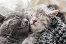 Couple Of Sleeping Kittens In Love On Valentine Day. Cat Noses Close Up.Family Of Sleeping Kittens Hug And Kiss.Cats Cozy Sleep At Home.
