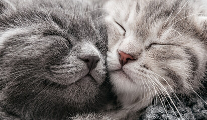 Couple happy kittens sleep relax together. Kitten family in love. Adorable kitty noses for Valentine s Day.Long web banner close up. Cozy home animal sleeping comfortably