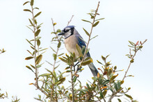 A Blue Jay (Cyanocitta Cristata) Perched At The Top Of An Oak Tree.