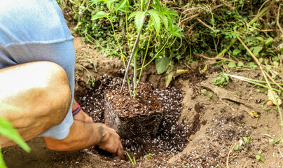 manual work from planting, pruning and tying young organic cannabis plants (outdoors) to planting fertilized land in the backyard of a house.