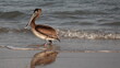Juvenile brown pelican walking out of the surf on the beach; reflected in the water; copy space

