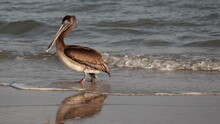 Juvenile Brown Pelican Walking Out Of The Surf On The Beach; Reflected In The Water; Copy Space
