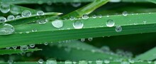 Drops Of Spring Rain On The Leaves Of Green Grass, Close-up. Spring Background. Abstract Background.