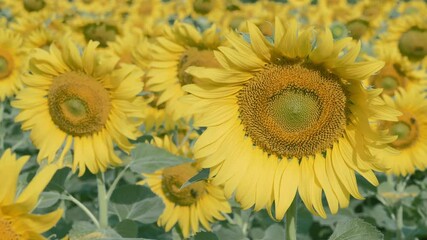 Wall Mural - Blooming sunflowers on natural background