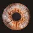 © Lorant - human iris