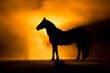 © PIC by Femke - Horse silhouette on orange smokey back ground
