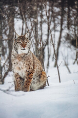 Ein Luchs sitzt in einer winterlichen Landschaft. Gefährdete Wildtiere in Europa. Rotluchs auf Nahrungssuche im Winter