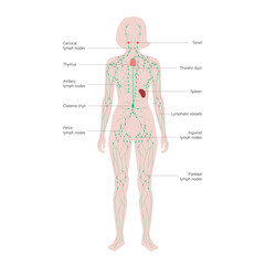 Sticker - Lymphatic System Concept