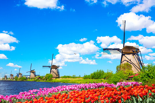 Wall Mural -  - Beautiful colorful spring landscape in Netherlands, Europe. Famous windmills in Kinderdijk village with tulips flowers flowerbed in Holland. Famous tourist attraction in Holland
