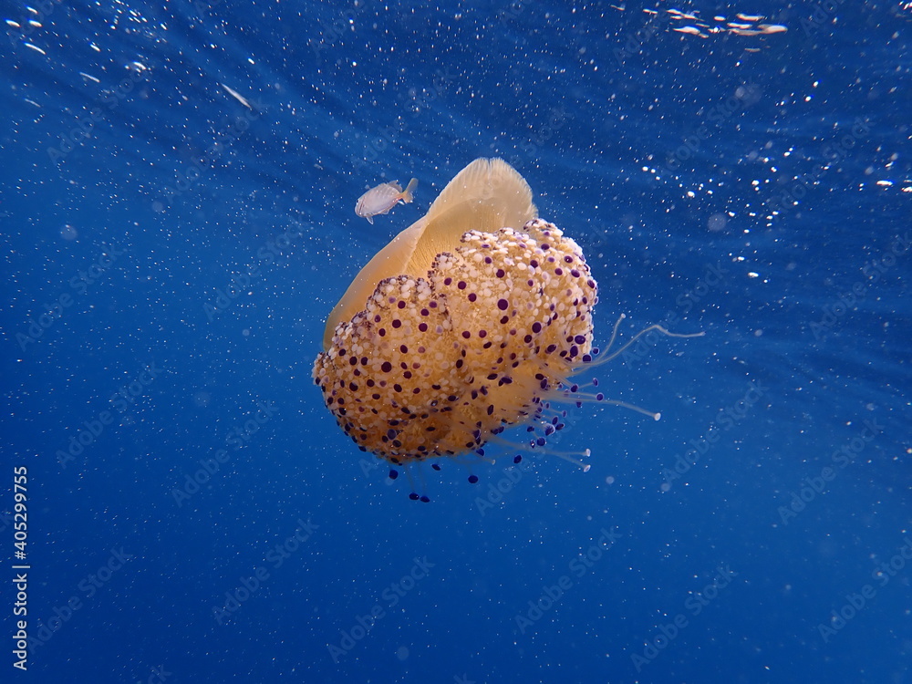 Obraz na płótnie Medusa - Cassiopea mediterranea - Cotylorhiza tuberculata  - meduza, Śródziemnego, symbioza, fototapety | Foteks