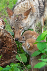 Wall Mural - Adult Coyote (Canis latrans) And Pups Investigate Log Summer