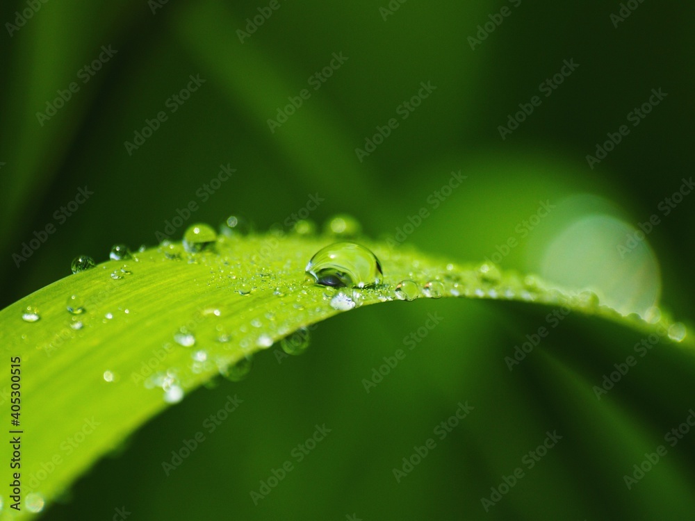 Close-up Of Water Drops On Plant Leaves - obrazy, fototapety, plakaty 