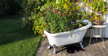 Summerday In The Garden. Old Vintage Bath Tub Filled With Flowers (Sweet Peas And Violets  Pansies). The Black Cat Is Resting In The Sun. Scandinavian Patio During Summer.