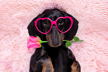 Wall Mural - happy valentines dog in bed of marshmallows