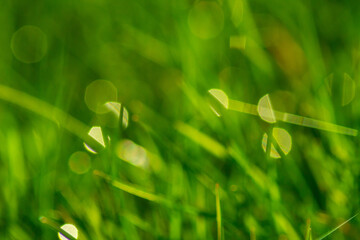 Natural grreen grass blurred background