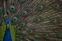 Closeup Shot Of A And Elegant Peacock On A Green Grass