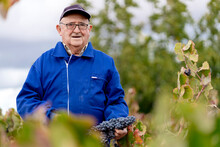 Senior Man Harvesting Grapes In Vineyard