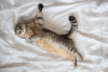 Funny Fat Cat Lying On A Bed With A White Bedspread. Chill At Home, Relax, Rest, Laziness.