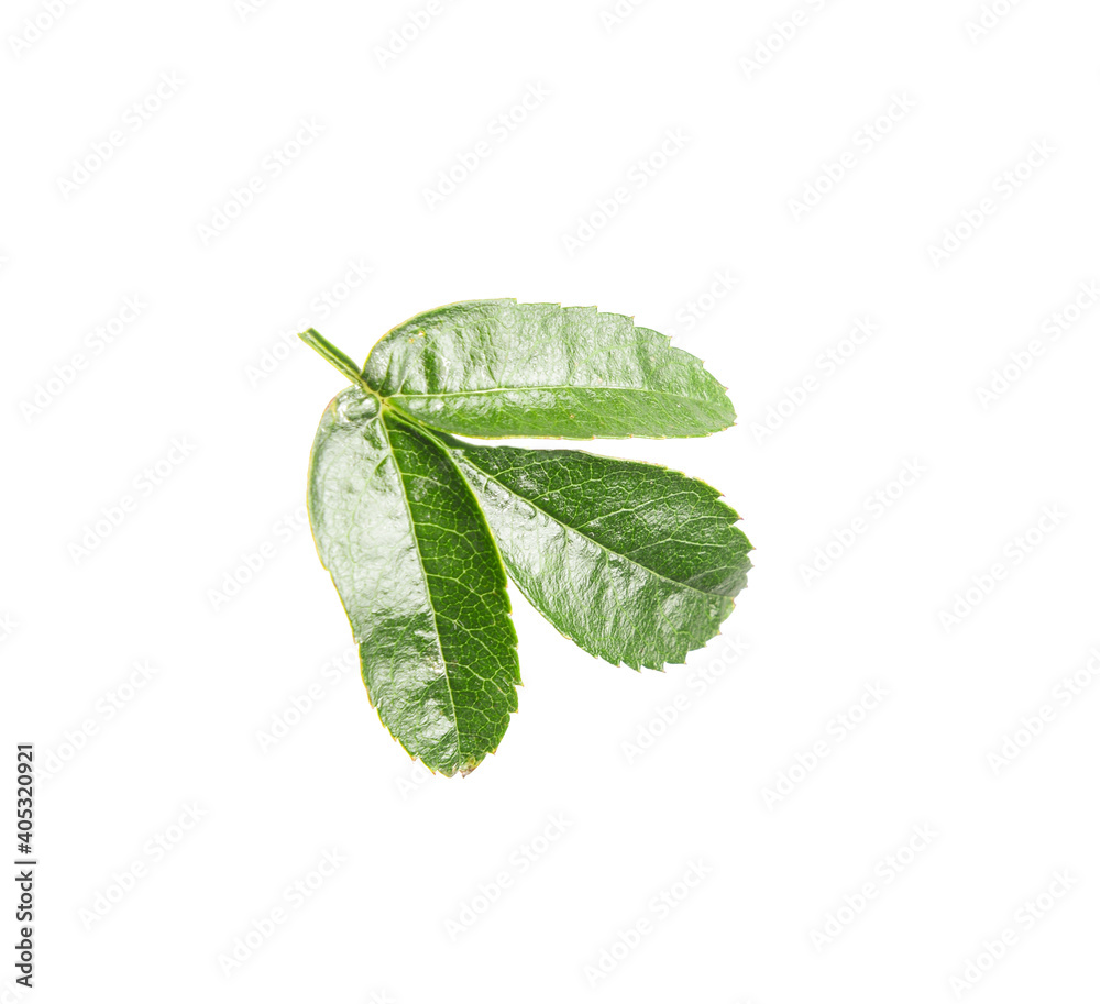Green rowan leaves isolated on white background