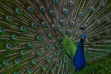 Selective Focus Shot Of A Peacock In The Zoo
