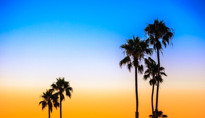 Palm trees silhouette at sunset, Newport Beach, California