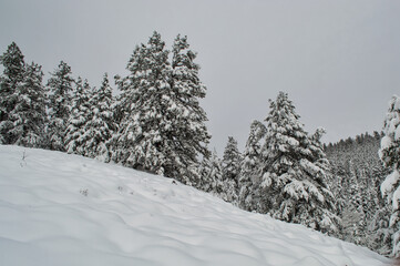 Sticker - Beautiful shot of the snow-covered forest on a winter day