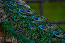 Closeup Shot Of Peacock Feathers