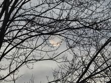 Moon In The Forest: The Moon Is Visible Amidst Bare Forest Tree Branches On An Early Cold Winter Morning With A Cloudy Sky