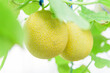 Closeup to Fresh yellow galia melon in greenhouse
