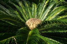 Green Cycad Close Up Of Fronds And Brown New Leaves In Centre Of Crown, Sunlit