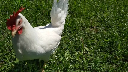 Wall Mural - White chicken on the farm