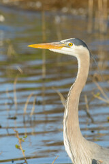 Wall Mural - Great blue Heron portrait in natural habitat