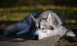 Sad beautiful dog breed Siberian husky lies in autumn
Grey Siberian husky like a wolf rests
