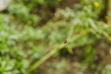 Small Black With Orange Spider Weaving Its Spider Web In The Middle Of The Tropical Forest In Its Natural Habitat - Wild Spider Standing On Its Spider Web