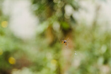 Small Black With Orange Spider Weaving Its Spider Web In The Middle Of The Tropical Forest In Its Natural Habitat - Wild Spider Standing On Its Spider Web