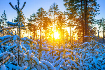 Poster - Winter landscape. Winter forest in the rays of the setting sun