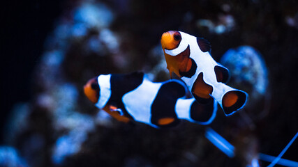 Wall Mural - clownfish in aquarium