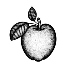 Apple. Engraving style apple vector illustration. Apple with leaves hand drawn graphic. Part of set.