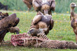 Vale Gier, Griffon Vulture, Gyps vulvus