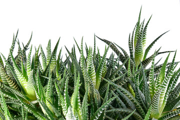  Attenuate Haworthia Flower or Zebra Plant Sample Isolated on Green Background