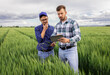 © Zoran Zeremski - Two young farmers standing in green wheat field examining crop during the day.
