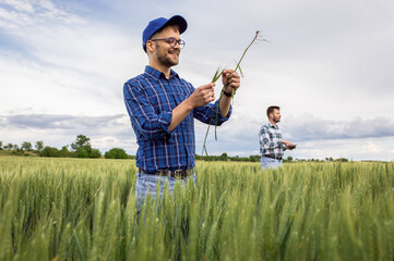 Wall Mural - Portrait of farmer standing in green wheat field with his colleague in background.