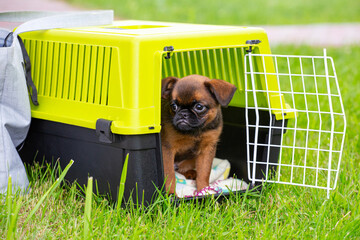 Brown cute Brussels Griffon puppy sitting in a plastic dog carrier outdoors. Safe transport of dogs, travel with pets. Smousje, Belgian Griffon, Petit Brabancon. Breeding propellant dogs.