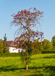 Blühender Baum an einem farbenfrohen Herbsttag in ländlicher Gegend