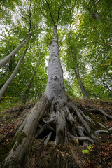 Wall Mural - Old beech tree, wide angle view from the roots over the silver gray trunk to the crown with green foliage, selected focus, narrow depth of field