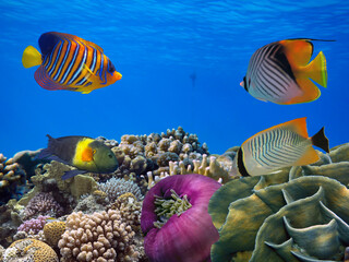  Underwater landscape with coral formations and tropical fish, Red Sea, Egypt