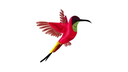 Sticker - Colibri bird icon animation best object on white background